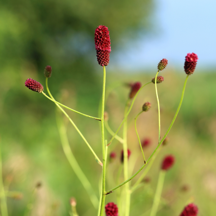24x Sanguisorba o. 'Tanna' - ↕10-25cm - Ø9cm — healthy root ball and nursery pot ready to ship from Ireland
