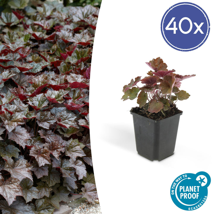 40x Heuchera Palace Purple - Purple Foliage Shade Perennial - 9cm