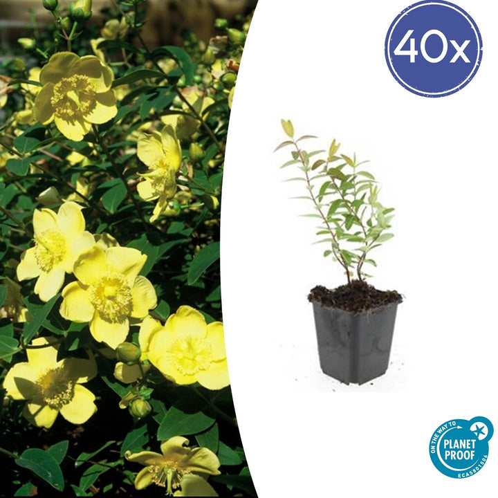 40x Hypericum Hidcote - Golden Yellow Flowering Shrub - 10-25cm
