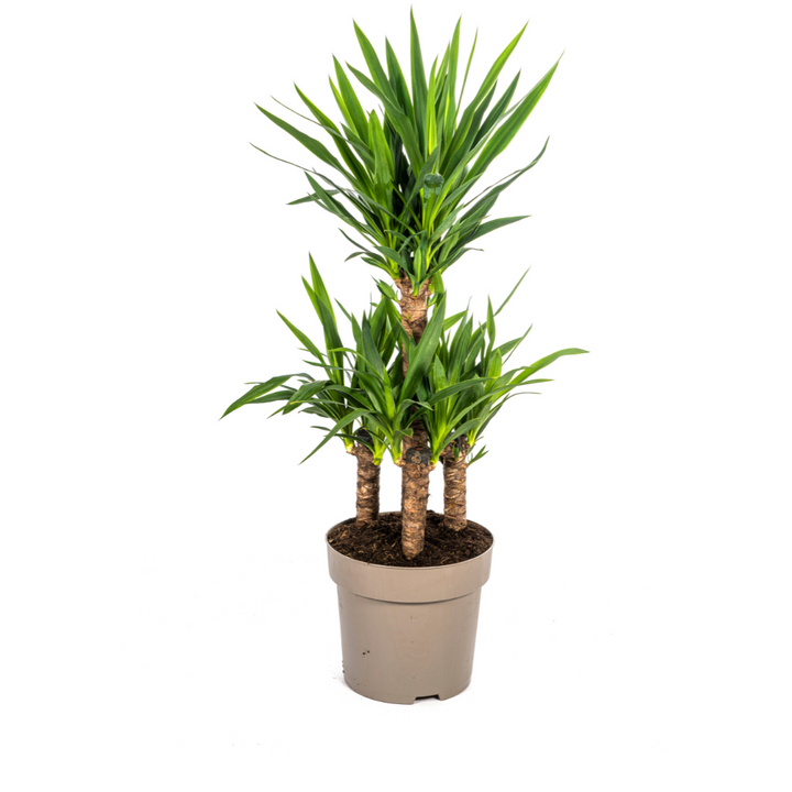 Yucca Elephantipes 90-110cm — Spineless Yucca in 30cm pot