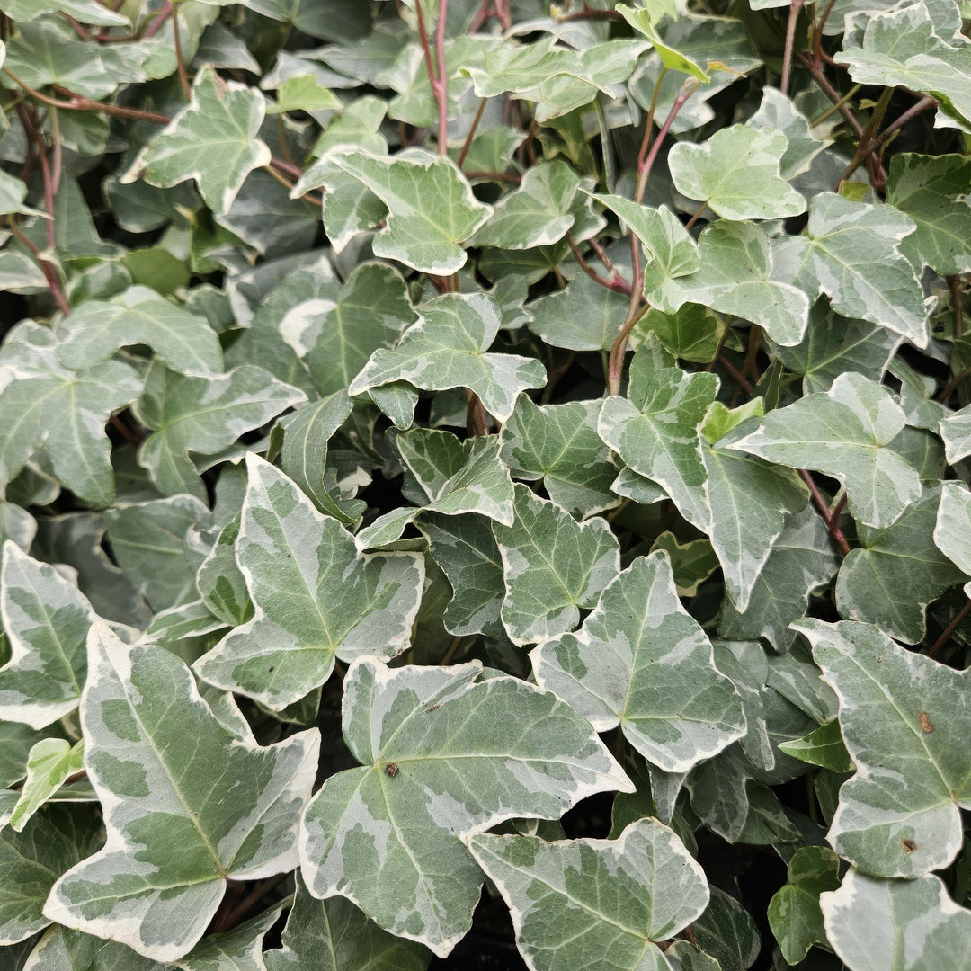 6x Hedera helix 'Glacier' - ↕10-25cm - Ø9cm full-plant overview, healthy foliage and strong roots