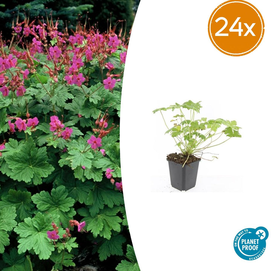 Hardy pink flowering geranium ground cover plants (24 count) by Everspring, 10-25cm tall, ideal for bee-friendly gardens.