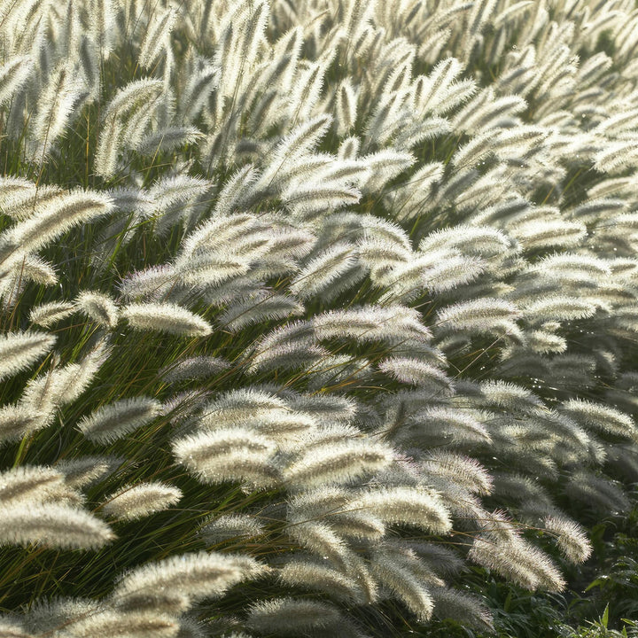 24x Pennisetum alopecuroides 'Hameln' Dwarf Fountain Grass - 9cm Pot - 10-25cm