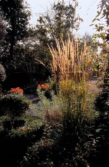 6x Calamagrostis acut. 'Karl Foerster'  - ↕10-25cm - Ø9cm alternative angle showing habit and leaf structure