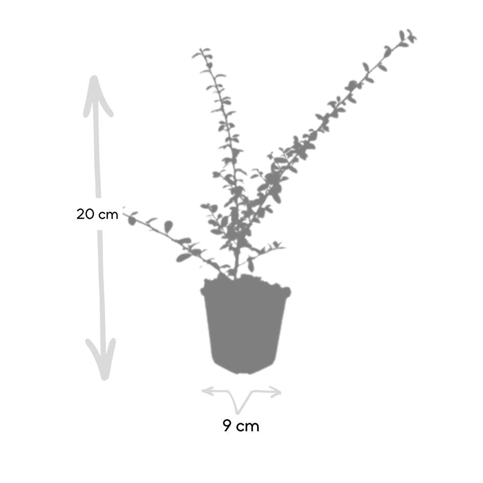 24 Cotoneaster 'Coral Beauty' ground cover plants in 9cm pots, featuring lush green foliage and coral flowers