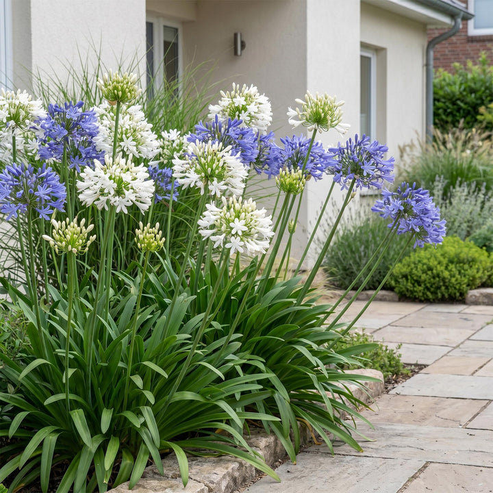 24 Agapanthus africanus blue and white duo plants in 11cm pots - view 6