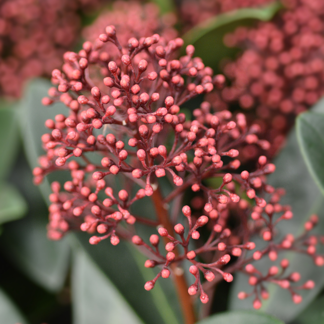 Set of 3 Skimmia ‘Rubella’ – Ø10.5 cm – ↨ 20-25 cm