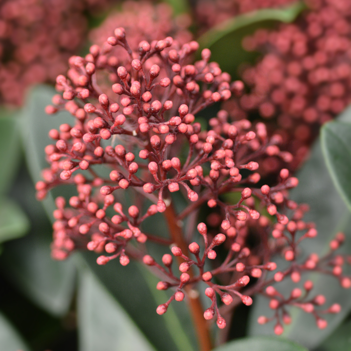 Set of 3 Skimmia ‘Rubella’ – Ø10.5 cm – ↨ 20-25 cm