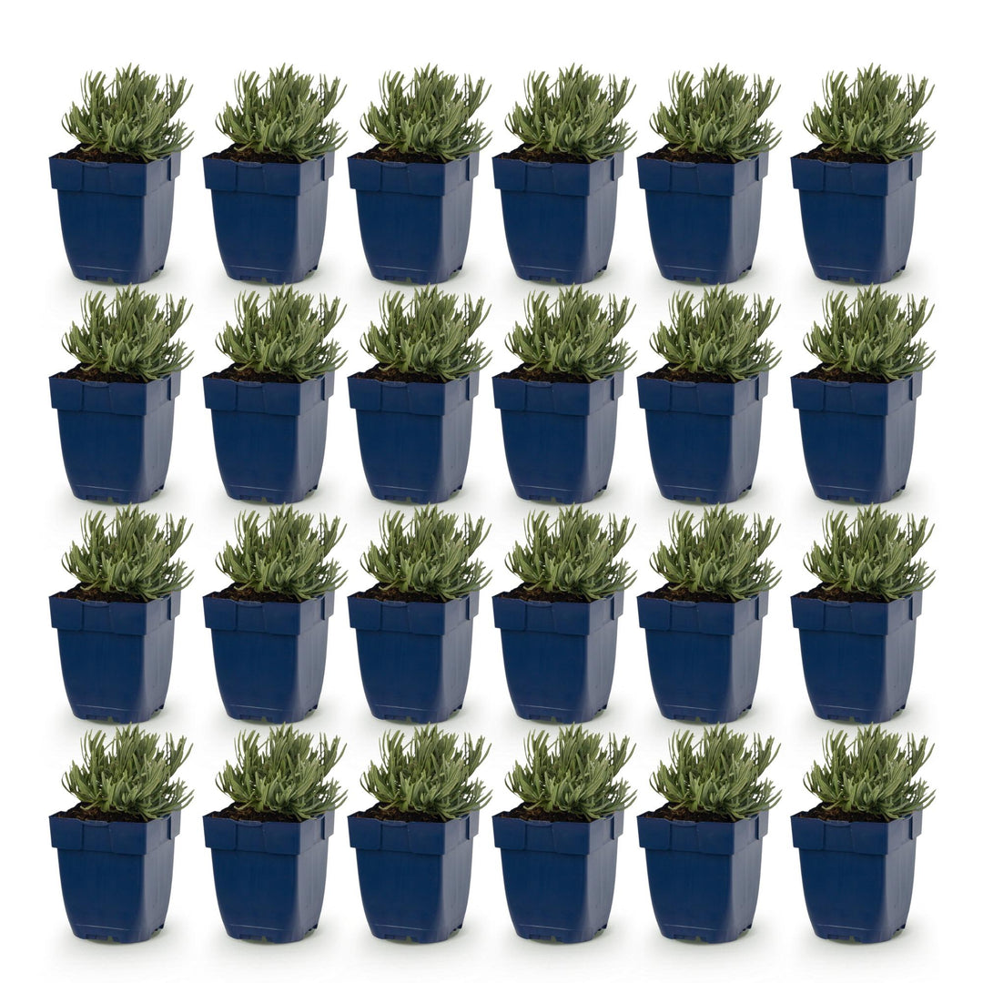 24x Lavandula Tricolour mix lavender plants in 11cm pots - view 2