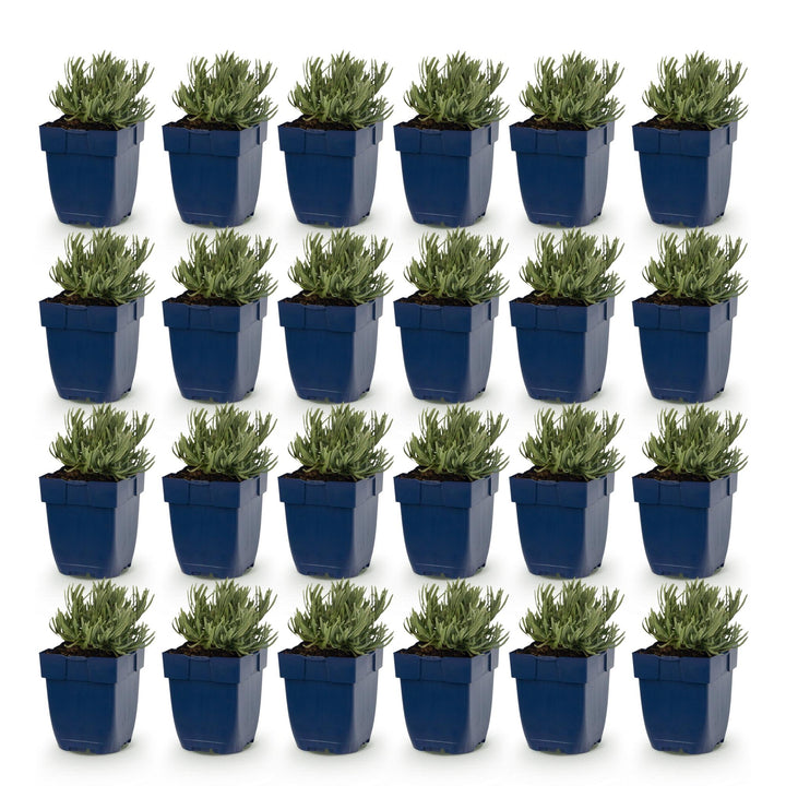 24x Lavandula Tricolour mix lavender plants in 11cm pots - view 2