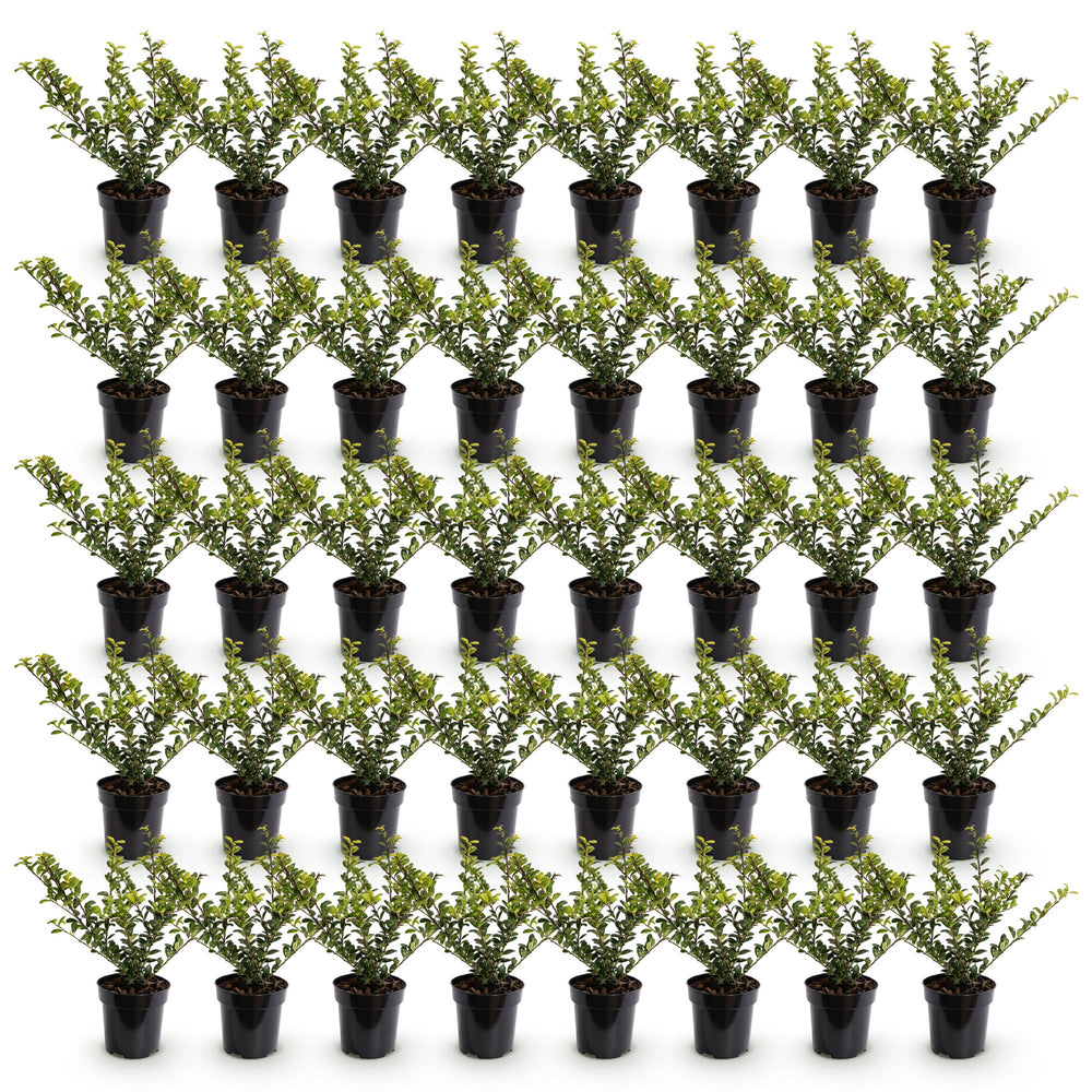 40 Ilex crenata 'Convexa' Japanese holly plants in 9cm pots, 20-30cm tall - view 2