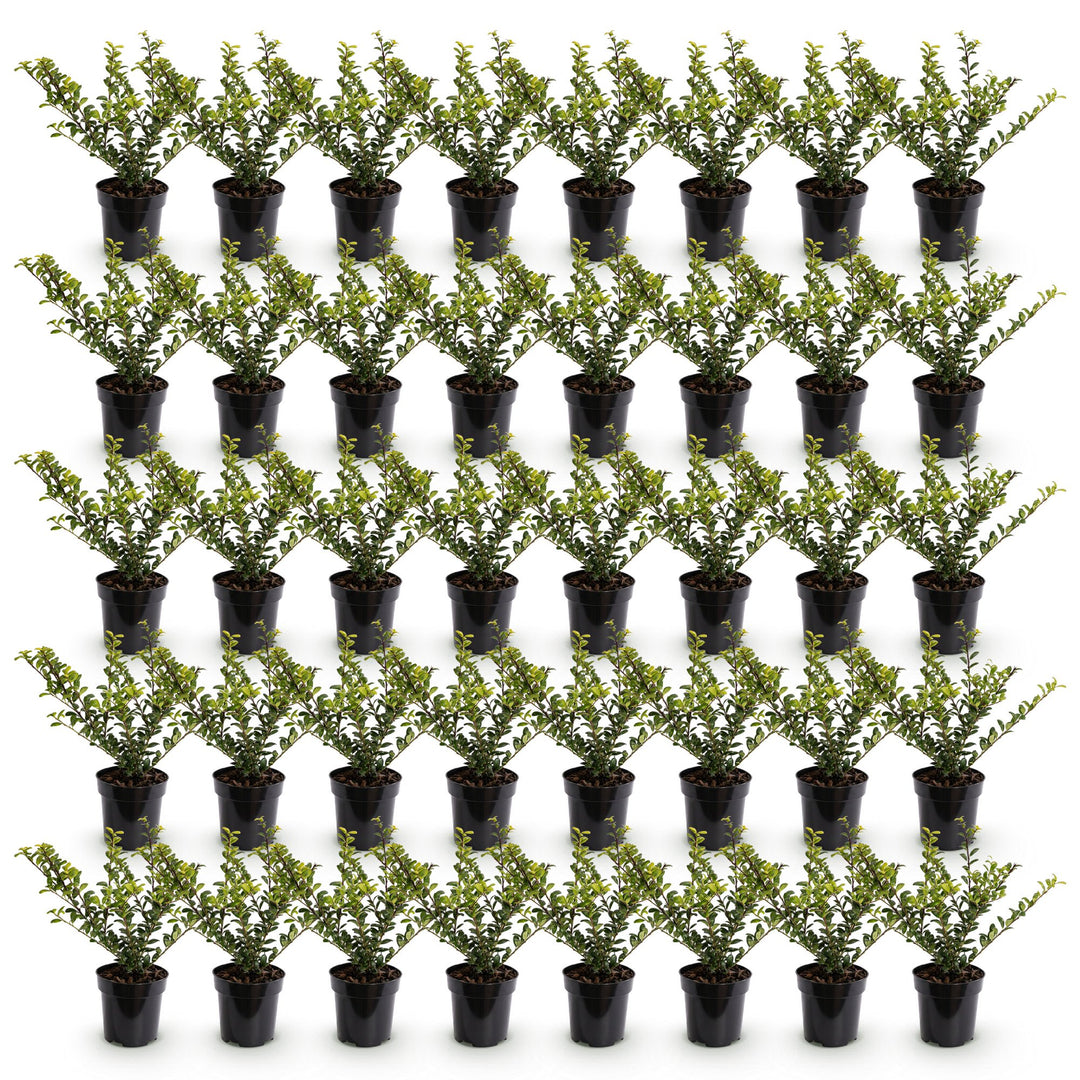 40 Ilex crenata 'Convexa' Japanese holly plants in 9cm pots, 20-30cm tall - view 2