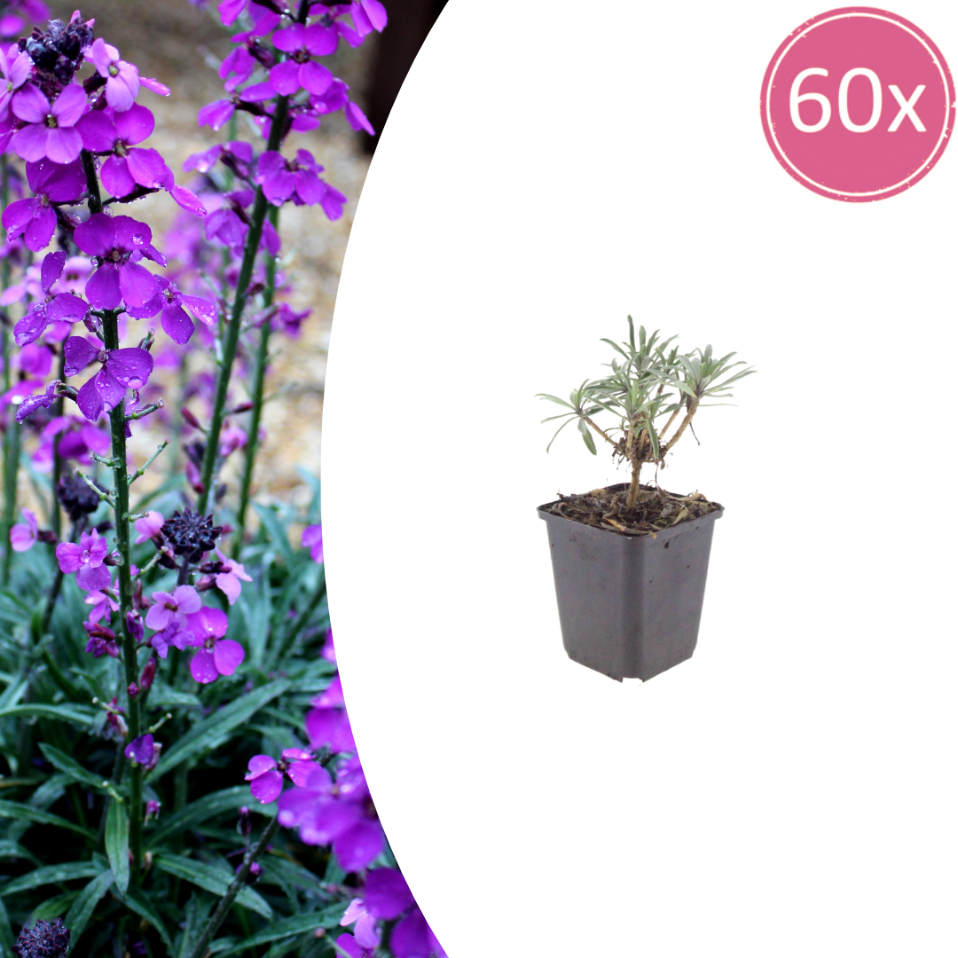 60x Erysimum 'Bowles' Mauve' - ↕10-25cm - Ø9cm