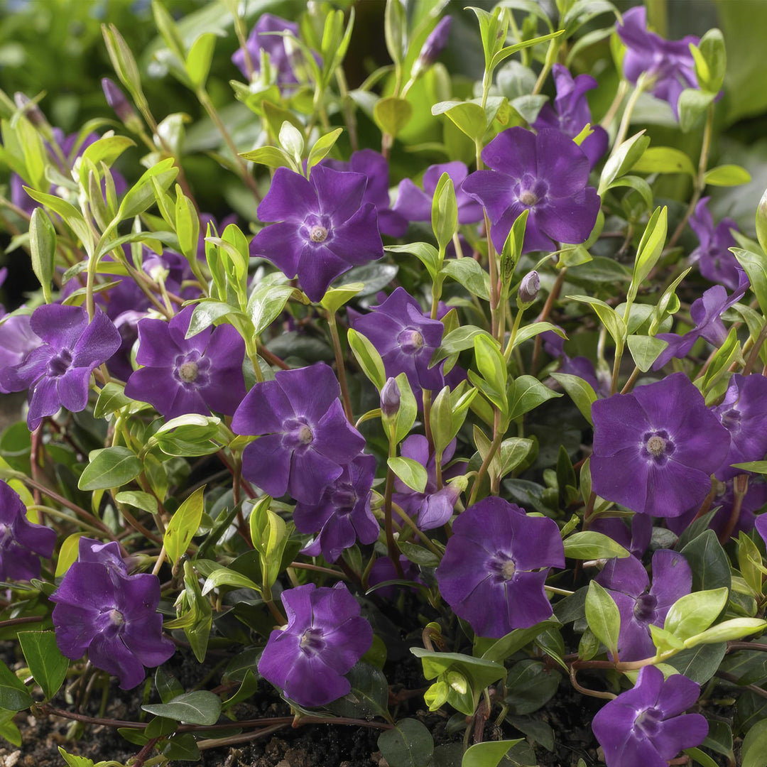 60x Lesser Periwinkle Vinca minor 'Atropurpurea' - Purple Ground Cover