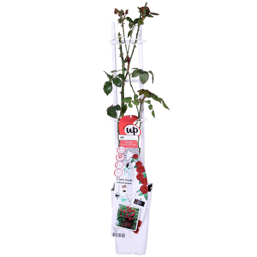3x Rosa Crazy in Love Red - Fragrant Climbing Rose - Ø15cm - ↕65cm