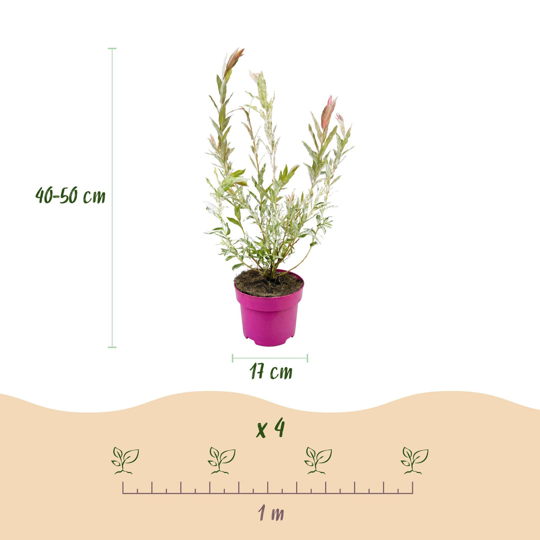 4x Salix integra 'Flamingo' Flamingo Willow in 17cm pots, 40-50cm - view 3