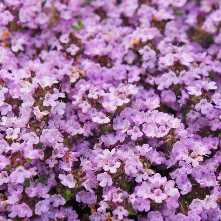 24x Thymus praecox 'Purple Beauty' - ↕10-25cm - Ø9cm packed for EU plant delivery from PlantGift.ie