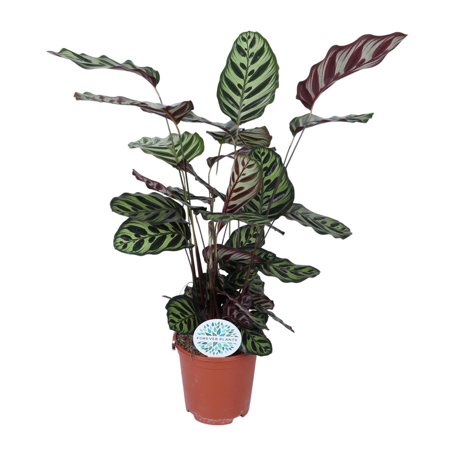 Calathea Makoyana with green leaves striped dark purple, dark stems, in terracotta pot with Forever Plants label,…