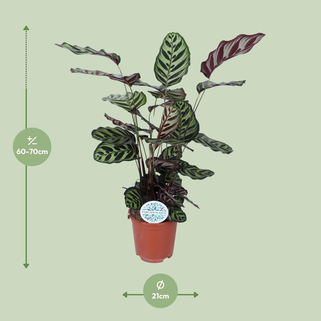 Patterned prayer-plant leaves close-up of Calathea Makoyana - Ø21cm - ↕70cm