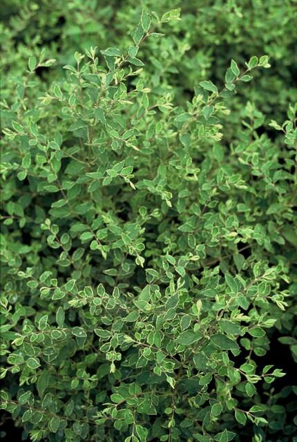 6x Symphoricarpos ch. 'Hancock' - ↕10-25cm - Ø9cm