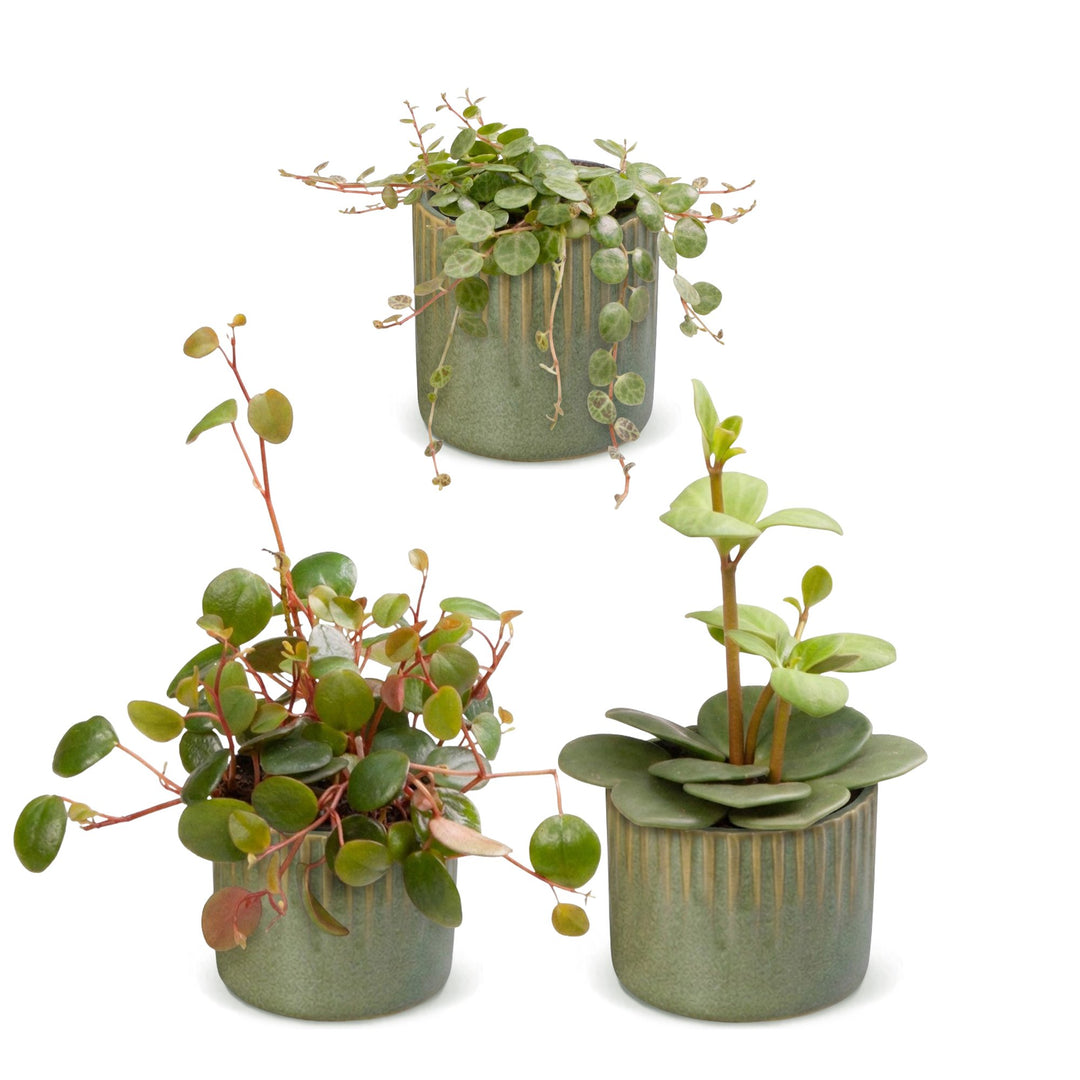 3x Baby Peperomia Mix plants in growing pots, image 2