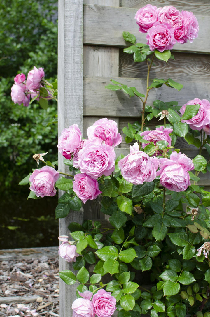 3x Rosa Mix - Bush Rose Selection - Ø15cm - ↕65cm