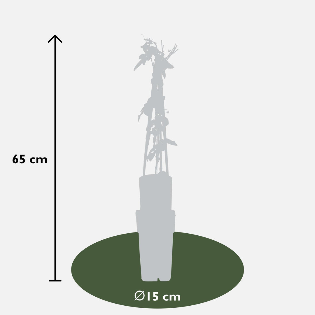 3x Passiflora Purple Haze - Purple Passion Flower - Ø15cm - ↕65cm