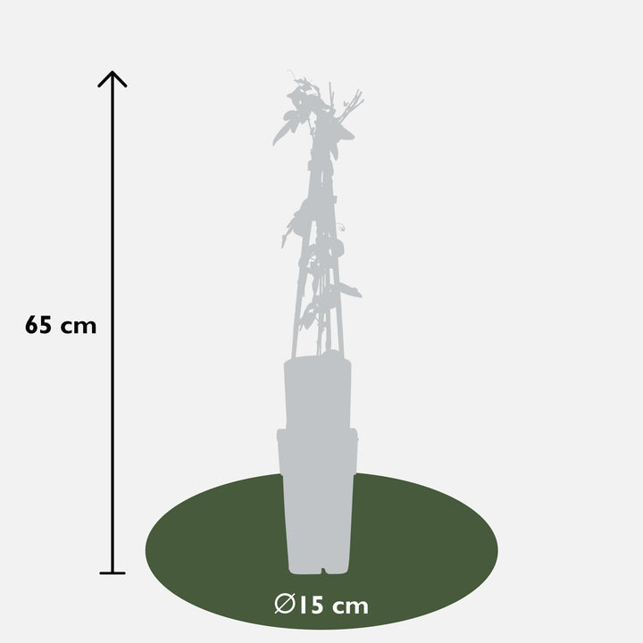 3x Passiflora Purple Haze - Purple Passion Flower - Ø15cm - ↕65cm