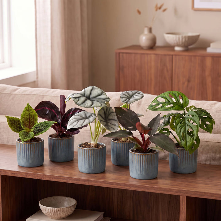 Baby Jungle Mix tropical houseplants, pack of 6, image 3