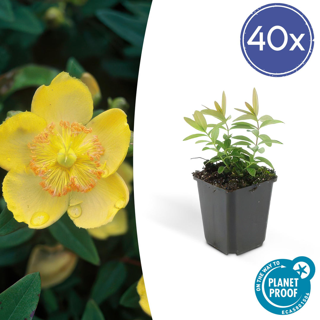 40x Hypericum Calycinum Ground Cover - Semi-Evergreen - Ø9cm