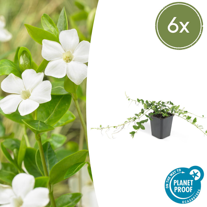White flowering Vinca minor 'Alba' with glossy green oval leaves and trailing stems in black 9cm pot, 6-pack
