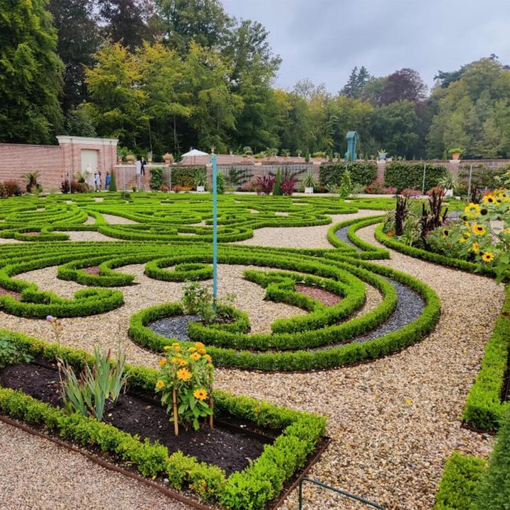 16 BetterBuxus Babylon Beauty box hedging plants in 9cm pots - view 5