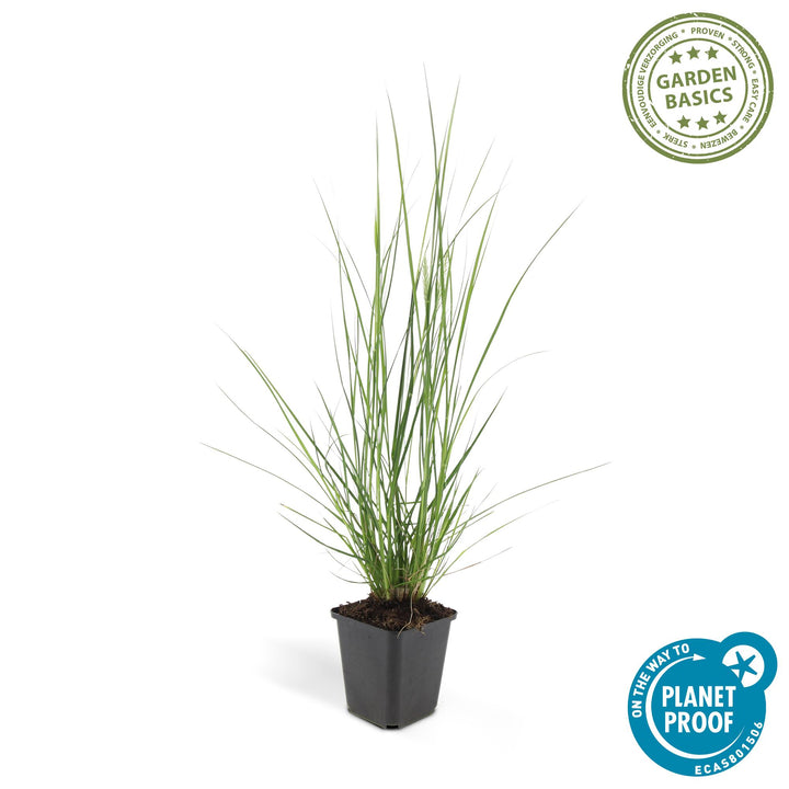 24x Pennisetum alopecuroides 'Hameln' Dwarf Fountain Grass - 9cm Pot - 10-25cm