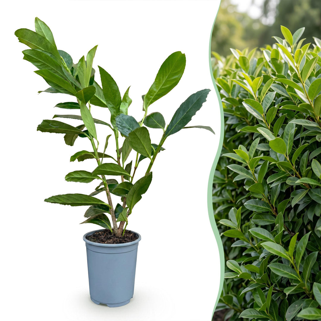 40 Prunus laurocerasus 'Caucasica' cherry laurel plants in 9cm pots, 25-35cm tall - view 4