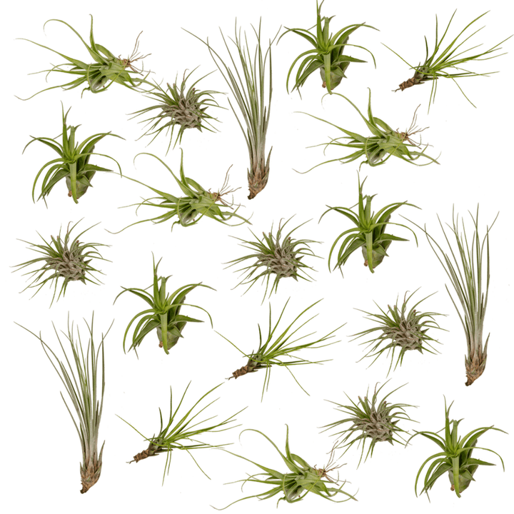 Twenty air plants (Tillandsia) mix displaying varied sizes and forms, ranging from compact rosettes with green leaves to…