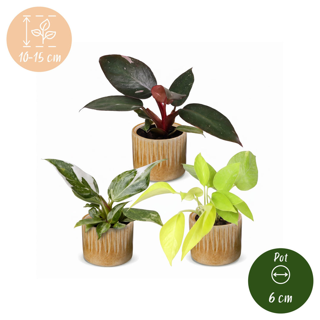 3x Baby Philodendron Tricolour indoor plants in Ø6cm pots, image 5