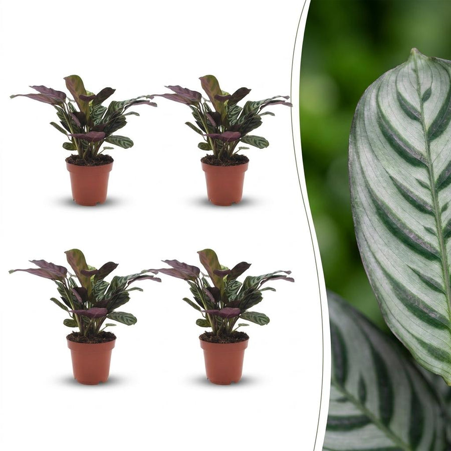 Fishbone Prayer Plant with pale green leaves striped in dark green with burgundy undersides, set of 4 plants, about 30cm tall