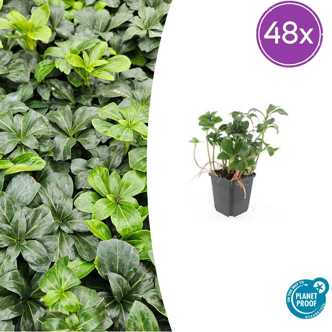 48x Pachysandra terminalis 'Green Sheen' - Evergreen Ground Cover - 9cm Pot