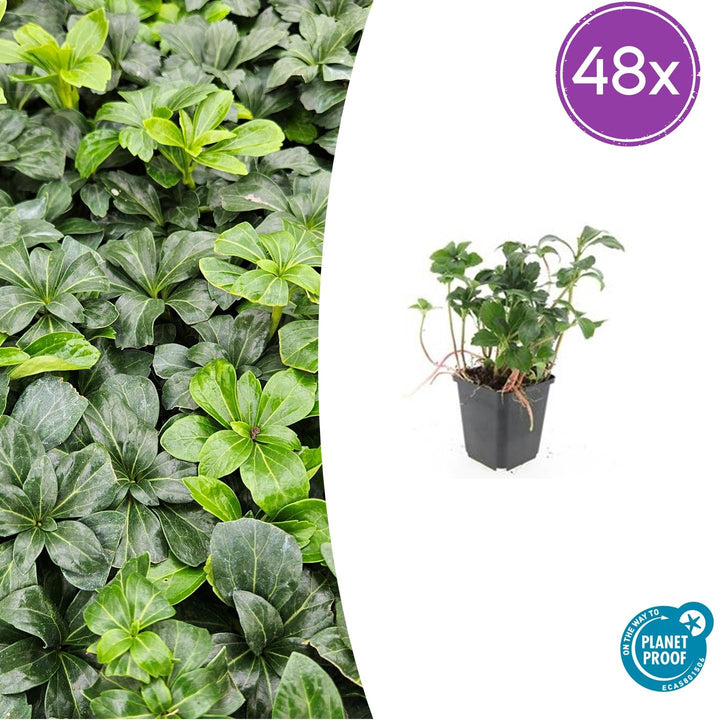 48x Pachysandra terminalis 'Green Sheen' - Evergreen Ground Cover - 9cm Pot