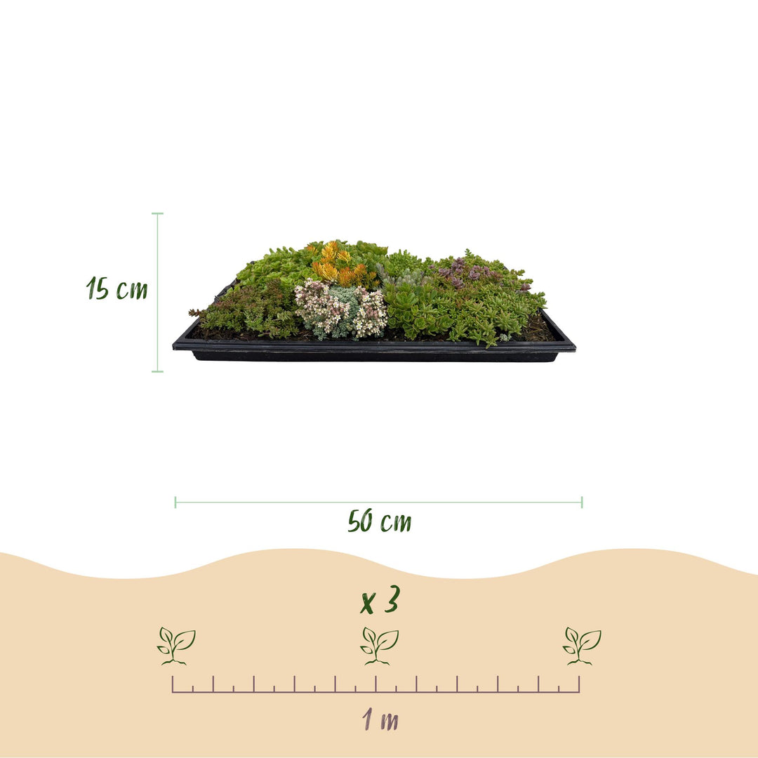 Pack of 4 sedum mats blending 10 sedum species, 50 x 30cm - view 3