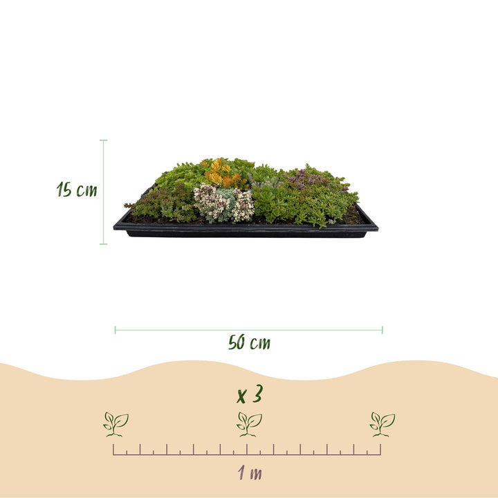 Pack of 4 sedum mats blending 10 sedum species, 50 x 30cm - view 3