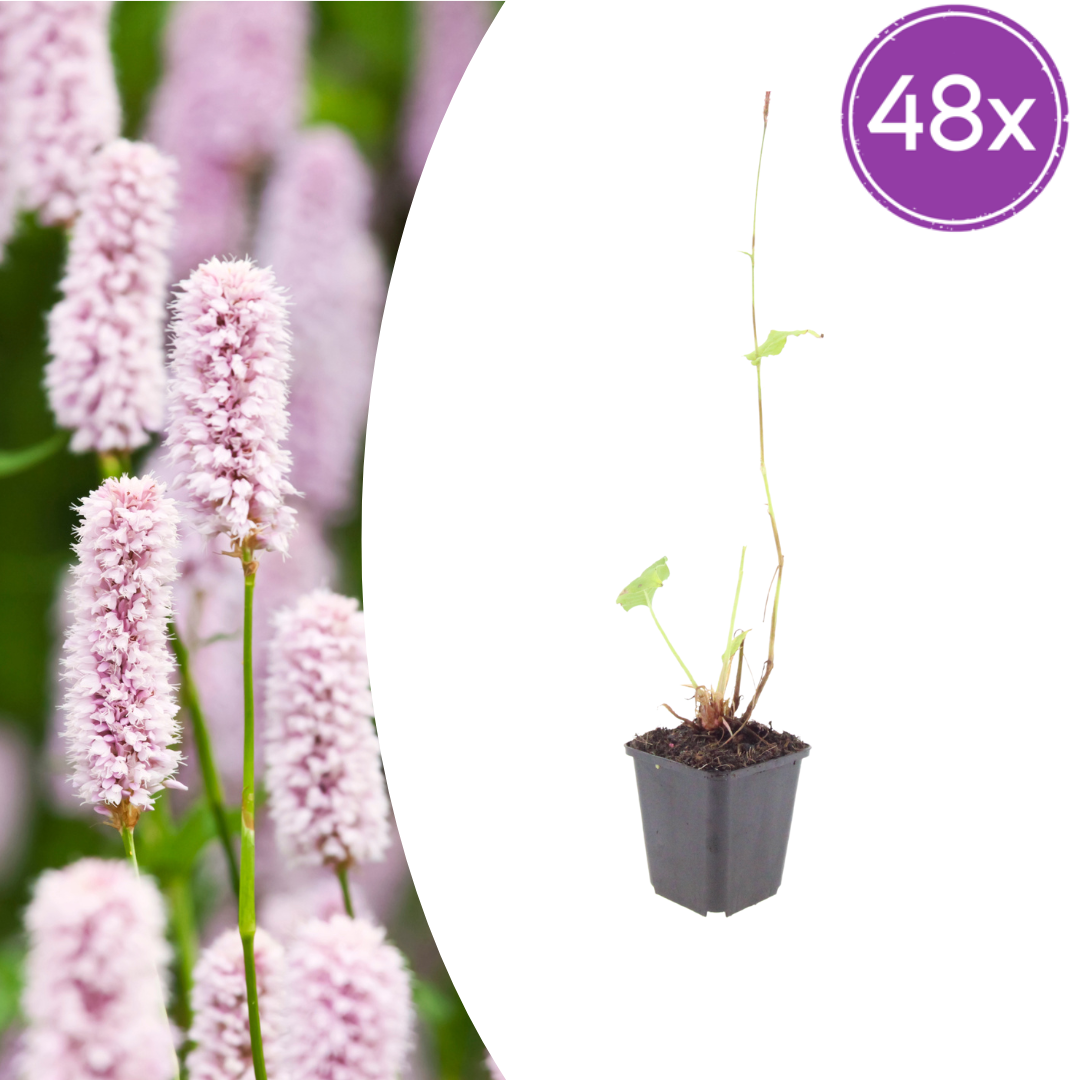 48x Persicaria bistorta - ↕10-25cm - Ø9cm