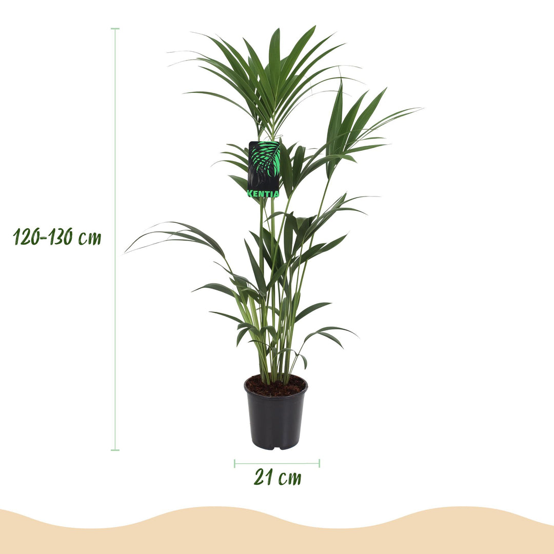 Kentia Palm (Howea forsteriana) - view 3