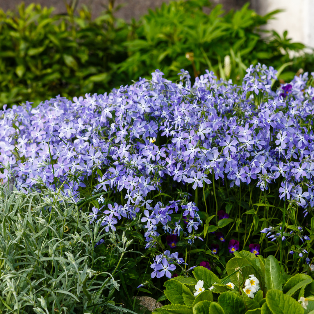 48x Phlox (S) 'Emerald Cushion Blue'- ↕10-25cm - Ø9cm — healthy root ball and nursery pot ready to ship from Ireland
