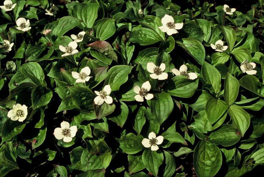 24x Cornus Canadensis Bunchberry - Shade Ground Cover 10-25cm
