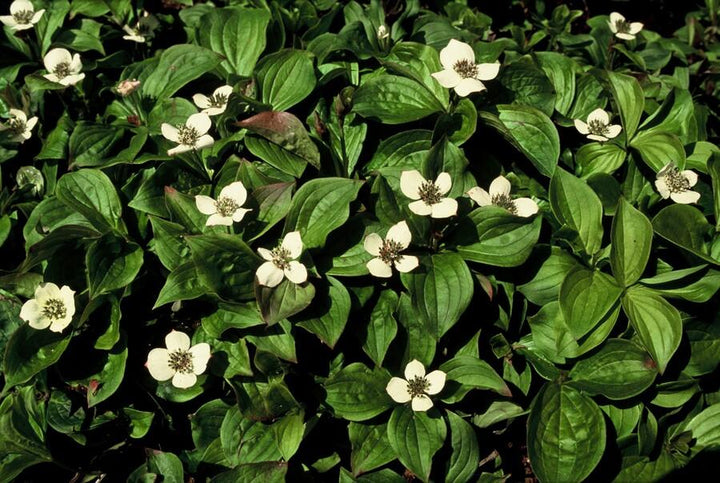 24x Cornus Canadensis Bunchberry - Shade Ground Cover 10-25cm