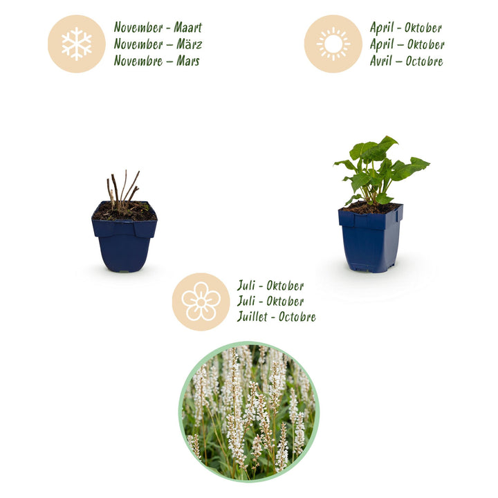 24 mixed Persicaria amplexicaulis plants in 11cm pots, 15-25cm tall - view 4