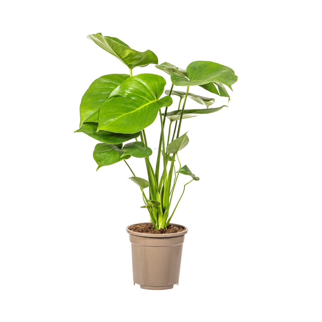 Monstera Deliciosa Tauerii 50-70cm — Mini Monstera in 17cm pot