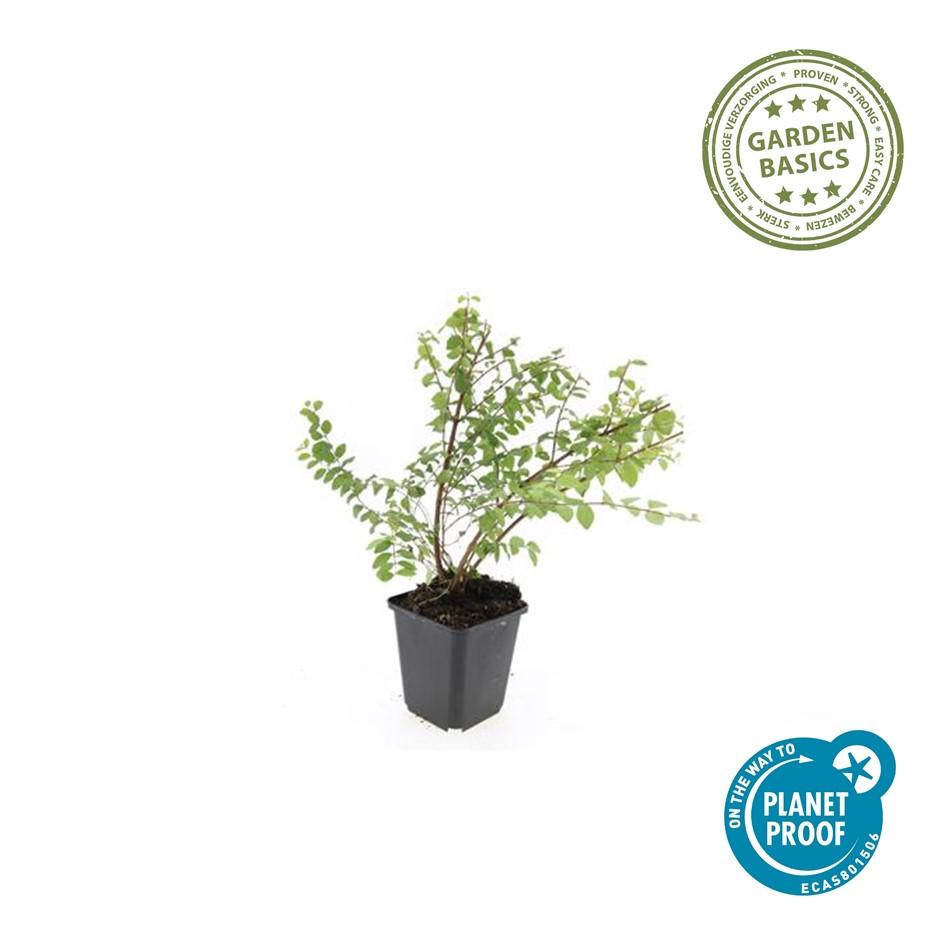 60x Symphoricarpos ch. 'Hancock' - ↕10-25cm - Ø9cm