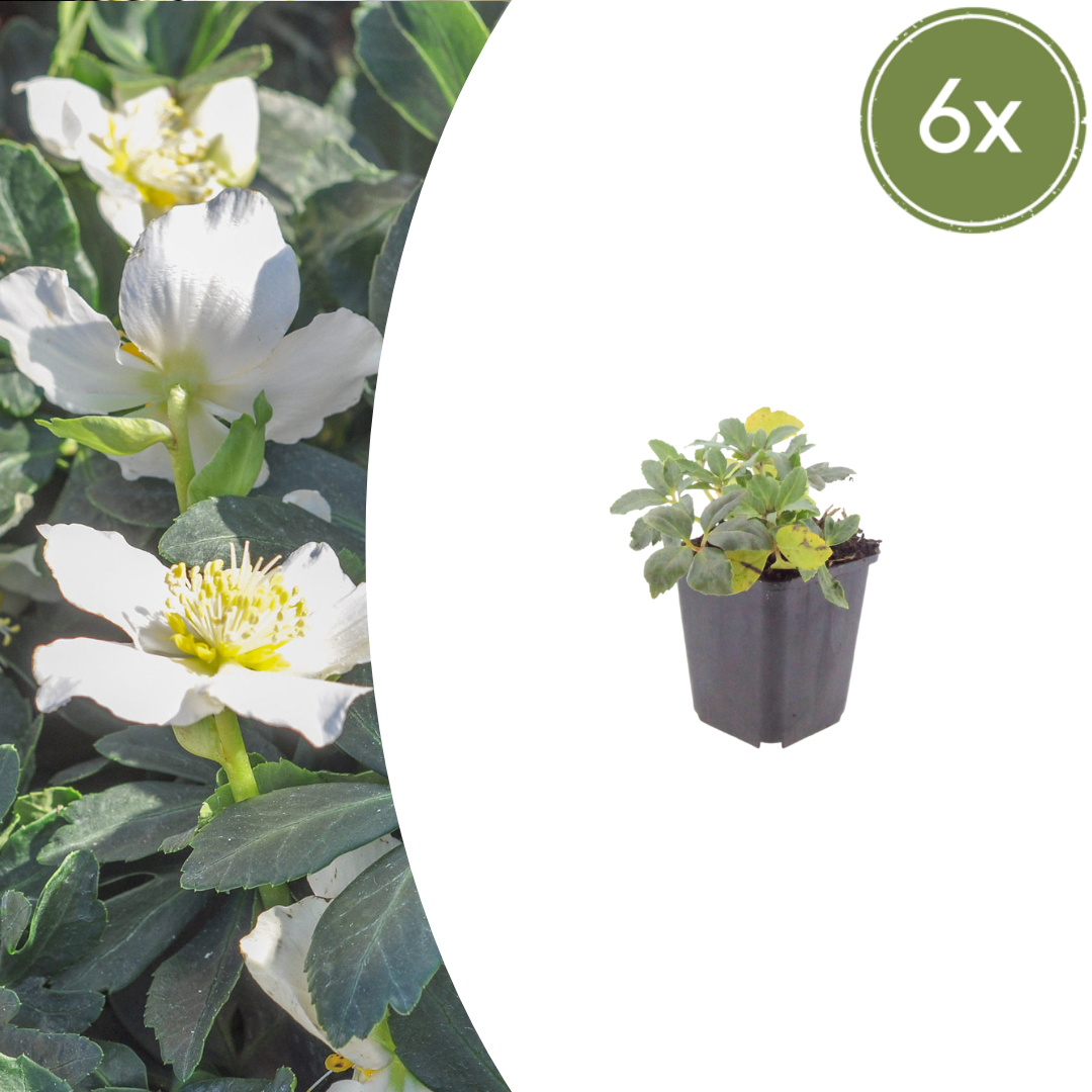 Healthy foliage and strong roots close-up of 6x Helleborus niger - ↕10-25cm - Ø9cm